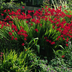 Crocosmia ‘lucifer’