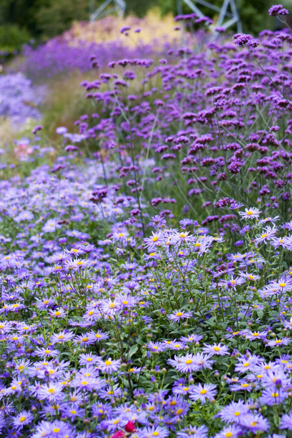 verbena