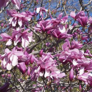 magnolia_galaxy